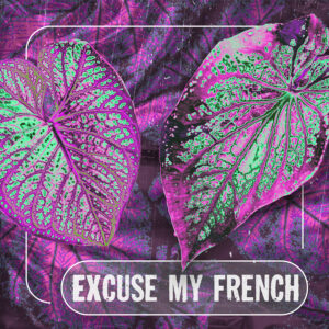 Travail de retouche photo sur base de calathea avec la phrase "Excuse my french" issu de la musique Unlearn de Gracie Abrams