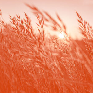 Lire la suite à propos de l’article Le Mollet